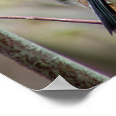 Looking Poster (Ecke)