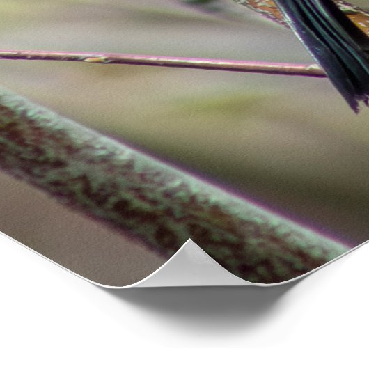 Looking Poster (Ecke)