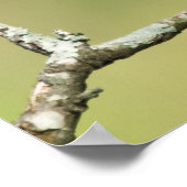 "Looking South" Cedar Waxwing Poster (Ecke)