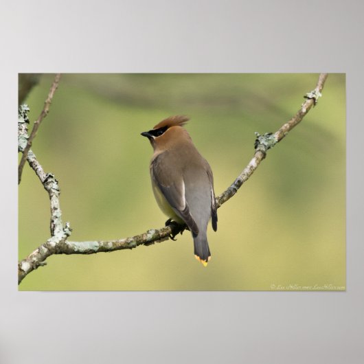 "Looking South" Cedar Waxwing Poster (Vorne)