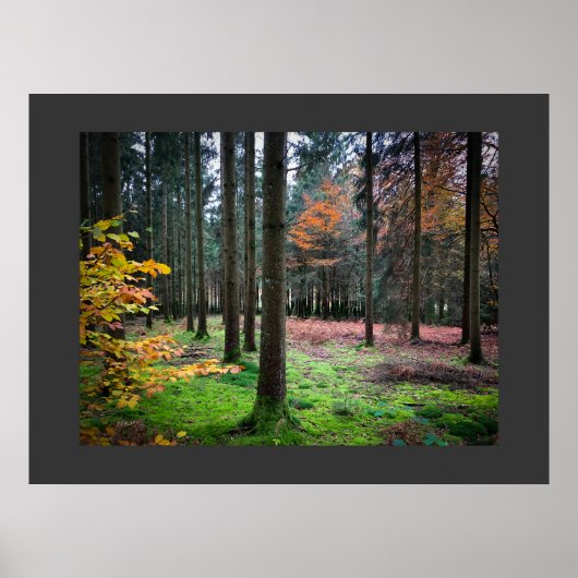 "Looking through trees in the Belgian Ardennes" Poster (Vorne)
