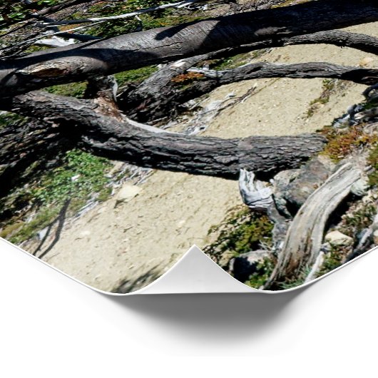 Looking towards Mt Fizroy Poster (Ecke)