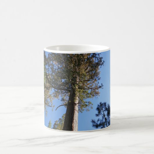 Looking Up at Mariposa Grove Kaffeetasse (Mittel)