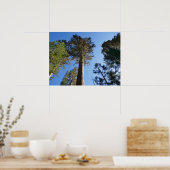 Looking Up at Mariposa Grove Poster (Küche)