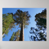 Looking Up at Mariposa Grove Poster (Vorne)
