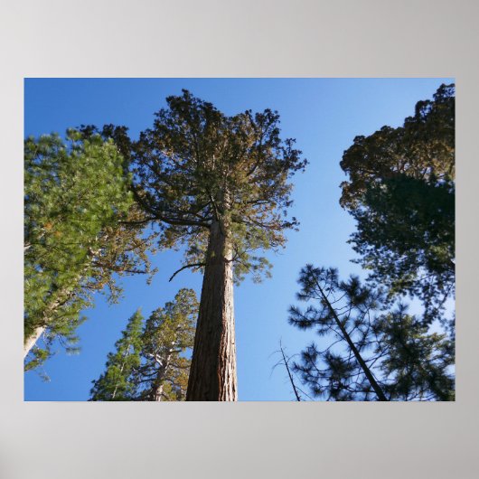 Looking Up at Mariposa Grove Poster (Vorne)