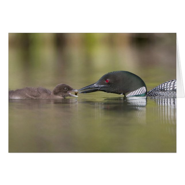 Loon Adult Füttre Chick (Vorderseite (Horizontal))
