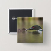 Loon Adult Füttre Chick Button (Vorne & Hinten)