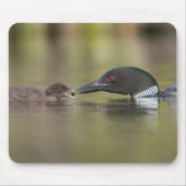 Loon Adult Füttre Chick Mousepad (Vorne)