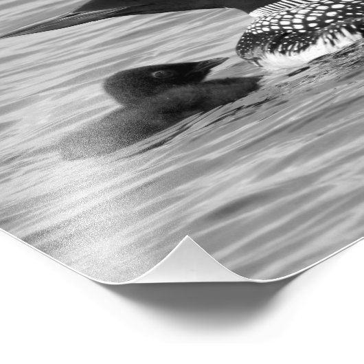 Loon and baby fotodruck (Ecke)