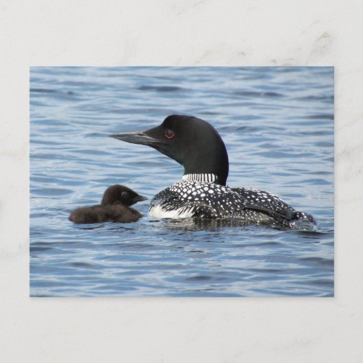 Loon and baby postkarte (Vorderseite)