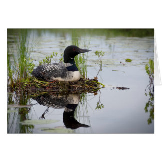 Loon auf Nest