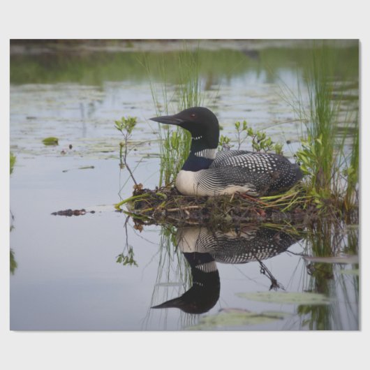 Loon auf Nest-Packpapier Geschenkpapier (Flach)