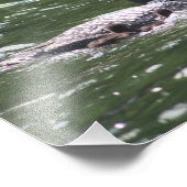 Loon Babys 2 Fotodruck (Ecke)