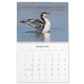 Loon Calendar - Großformat Kalender (Jan 2026)