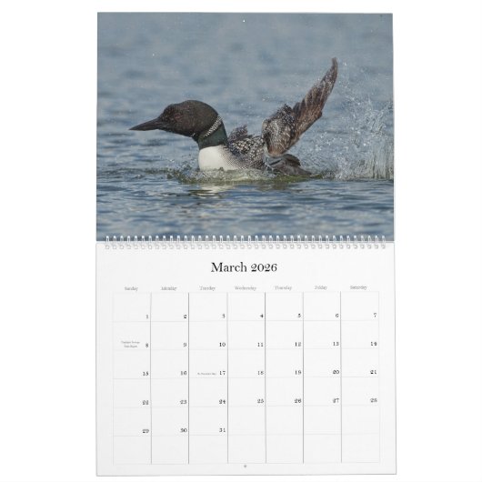 Loon Calendar - Großformat Kalender (Mär 2026)