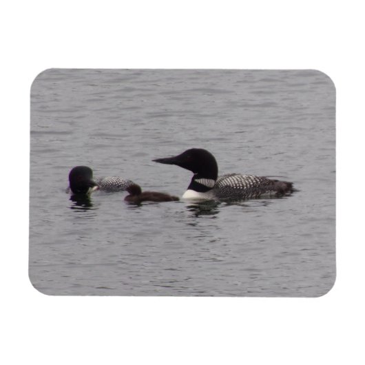 Loon Family Flexible Foto Magnet (Horizontal)