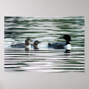 Loon Family Print Poster
