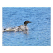 Loon Foto Print (Vorne)