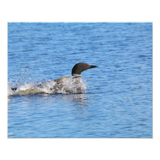 Loon Foto Print