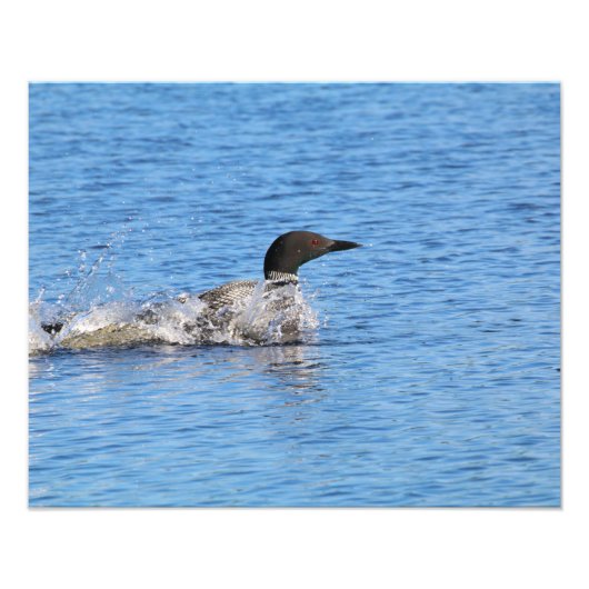 Loon Foto Print (Vorne)