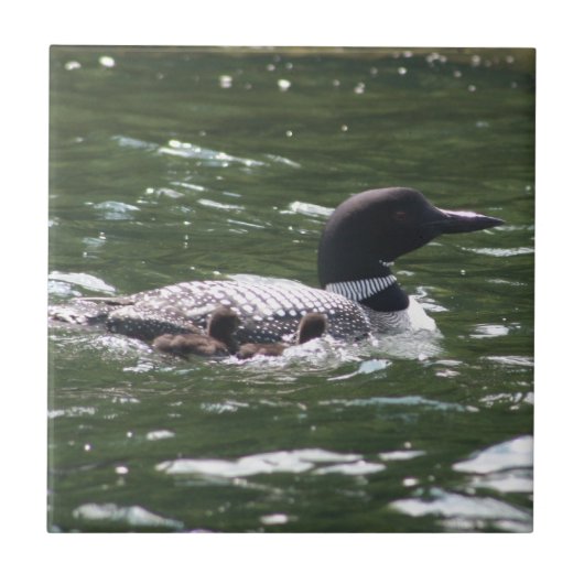 Loon mit Babys 2 Fliese (Vorderseite)