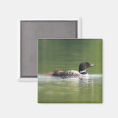 Loon mit Küken Magnet (Vorderseite/Rückseite)