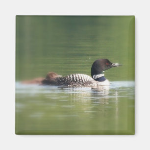 Loon mit Küken Magnet