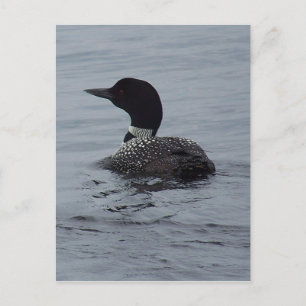 Loon on Pushaw Lake Postkarte
