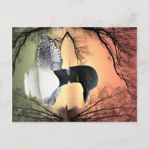 Loon Reflections Postkarte