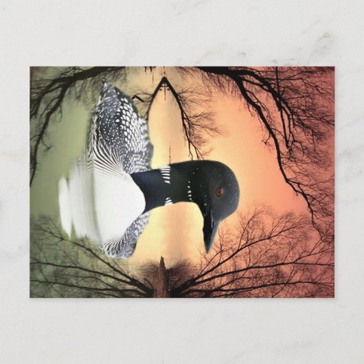 Loon Reflections Postkarte (Vorderseite)