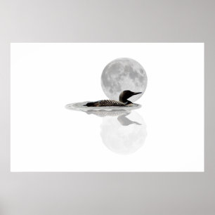 Loon Swims in Mondlicht-Poster Poster