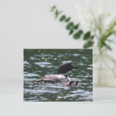 Loon und zwei Babys Postkarte (Stehend Vorderseite)