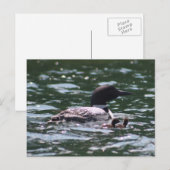 Loon und zwei Babys Postkarte (Vorne/Hinten)