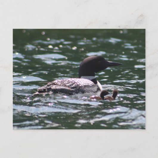 Loon und zwei Babys Postkarte (Vorderseite)
