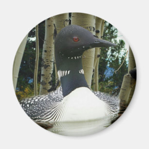 Loon Wilderness Magnet