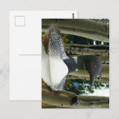 Loon Wilderness Postkarte (Vorne/Hinten)