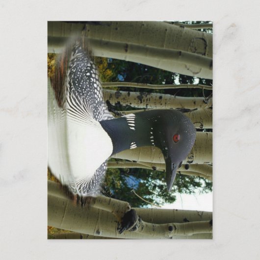 Loon Wilderness Postkarte (Vorderseite)