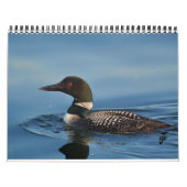 Loons auf dem Rideau Kalender (Titelbild)