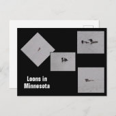 Loons in Minnesota Postkarte (Vorne/Hinten)