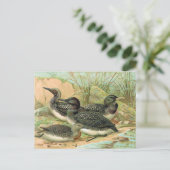 Loons Vintag Bird Illustration Postkarte (Stehend Vorderseite)