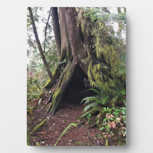Loop Trail, Cape Enttäuschung, WA Fotoplatte