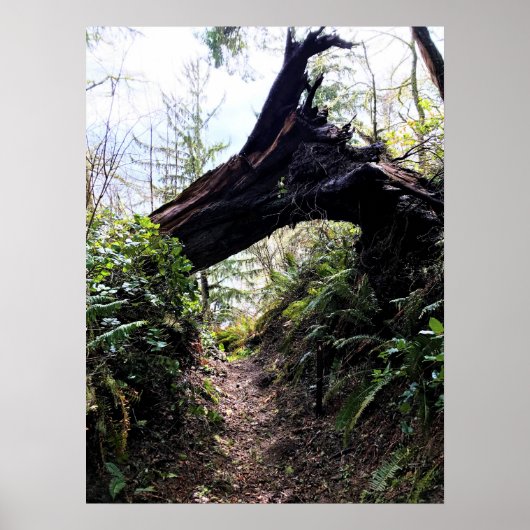 Loop Trail, Cape Enttäuschung, WA Poster (Vorne)