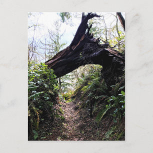 Loop Trail, Cape Enttäuschung, WA Postkarte