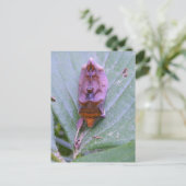 Looper moth ~ Postkarte (Stehend Vorderseite)