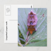 Looper moth ~ Postkarte (Vorne/Hinten)