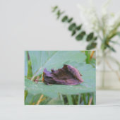 Looper Moth ~ Postkarte (Stehend Vorderseite)