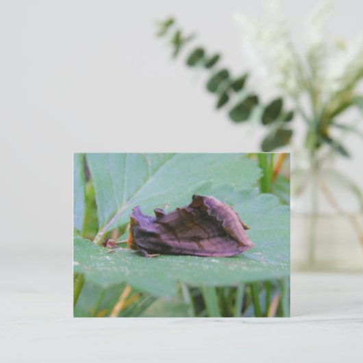 Looper Moth ~ Postkarte (Stehend Vorderseite)