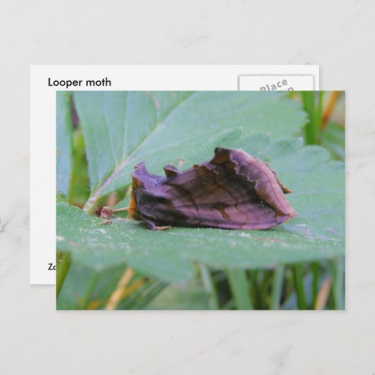 Looper Moth ~ Postkarte (Vorne/Hinten)