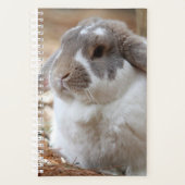 Lop-Ohr-Hase Planer (Vorderseite)